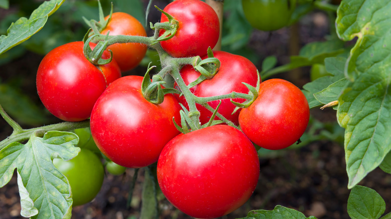 Ripe red tomatoes on vine