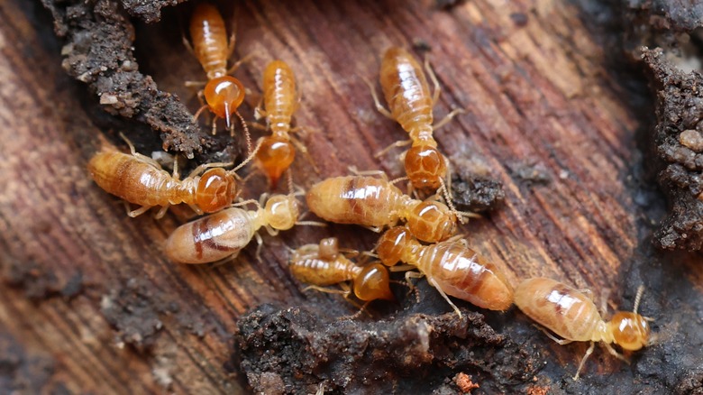 termite infestation in a home