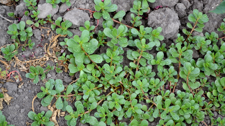 Purslane weed