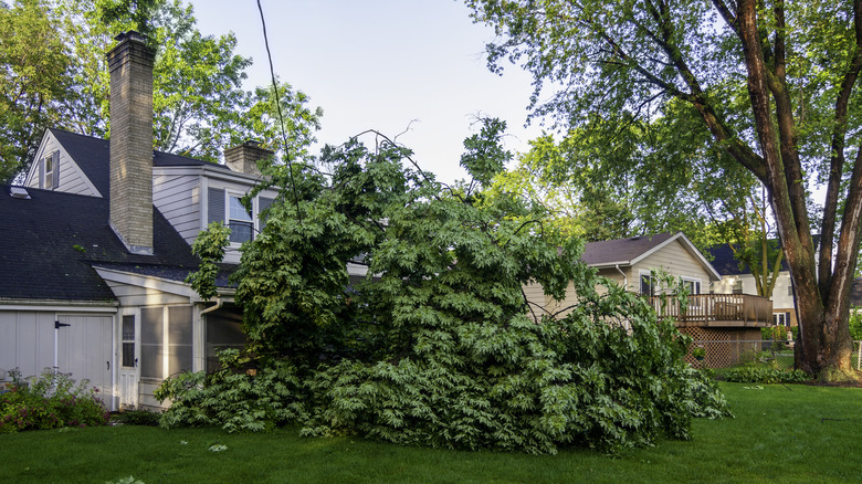 Tree tangled in power lines