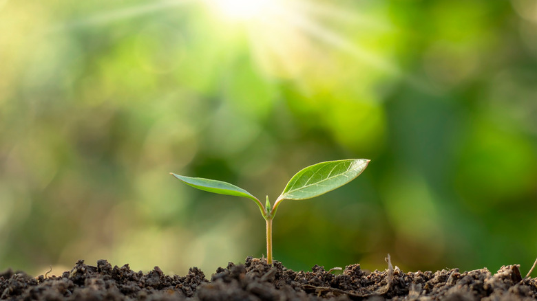 sun shining on a seedling