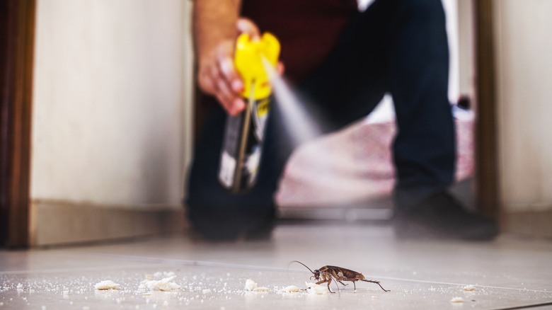 person spraying a roach