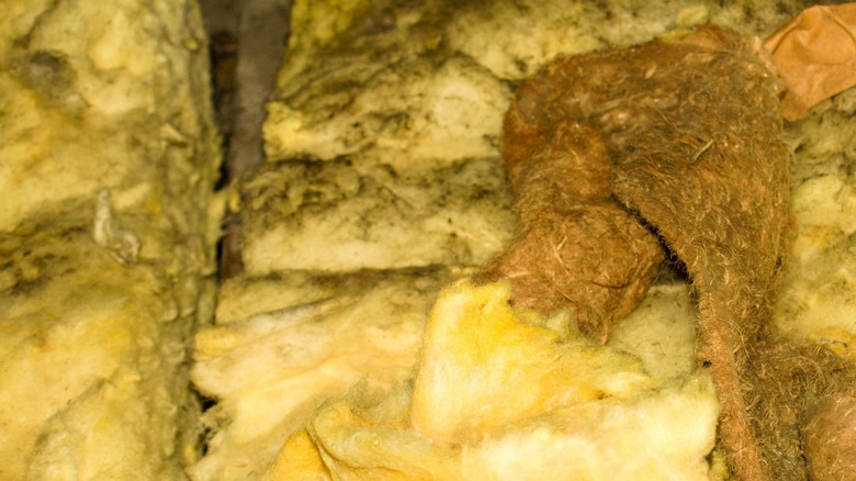 Household insulation covered with mold 