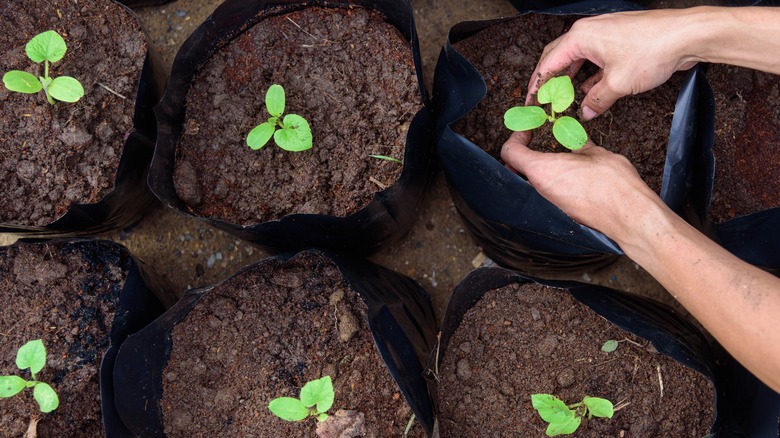 Plants in black grow bags