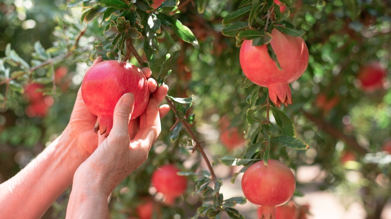 hand picking ripe pomegranate