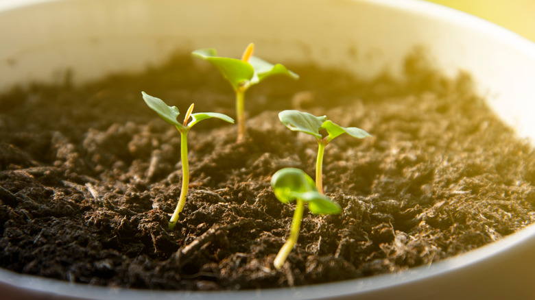 pomegranate seedlings emerging from soil