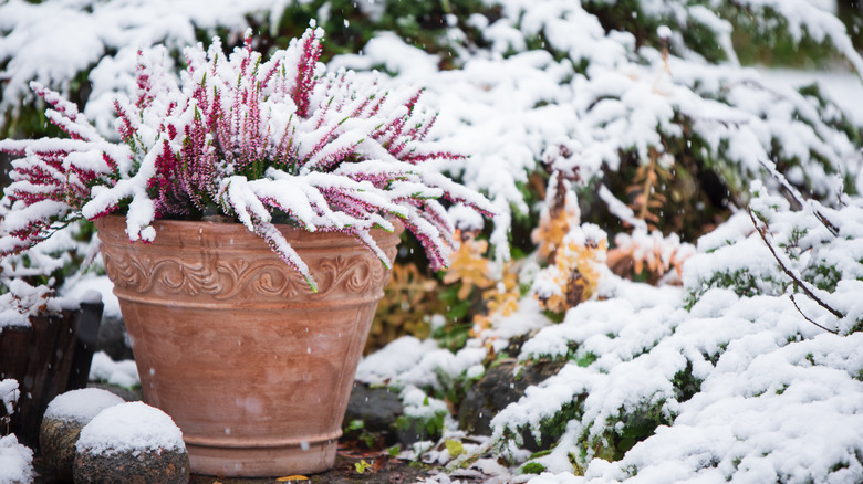 A terracotta planter with pink flowers, covered in snow