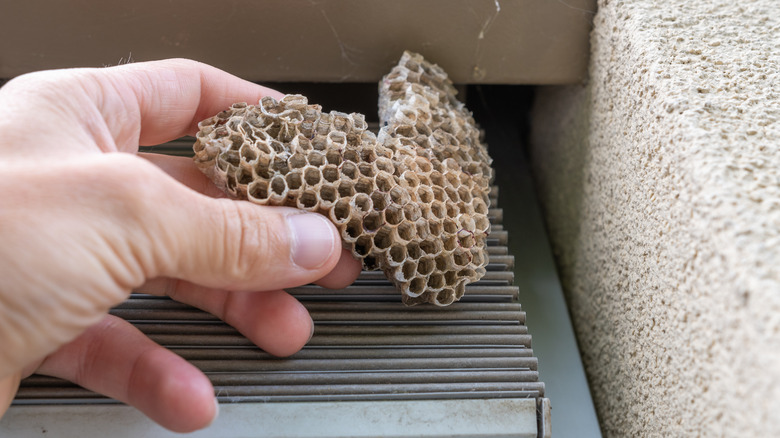 removing a wasp nest