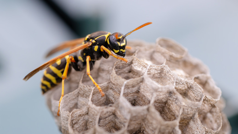 wasp sitting on nest