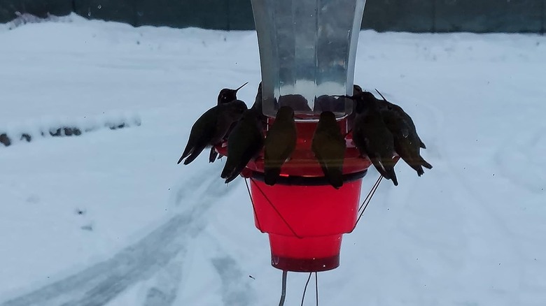 bird feeder heater