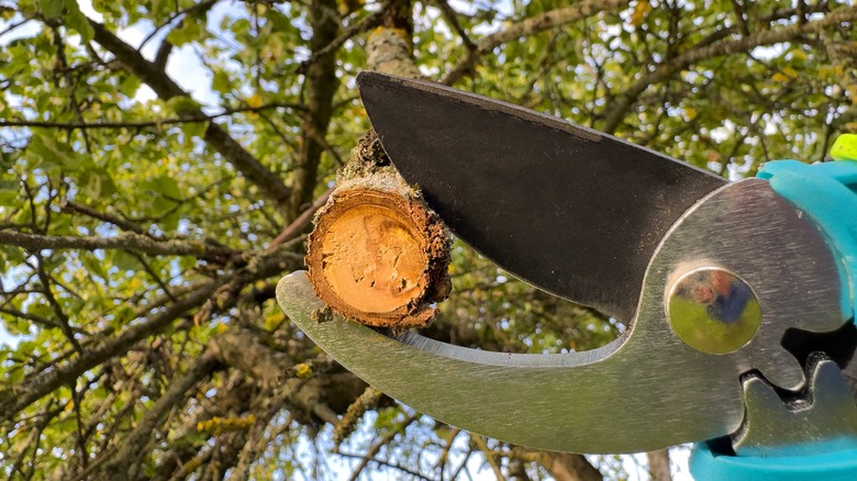 pruning cut on tree