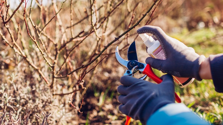 gardener pruning roses