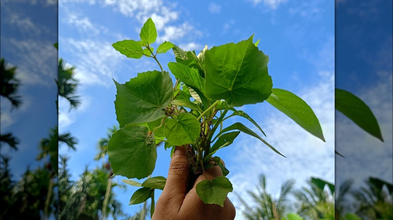 hand holding velvetleaf seedlings