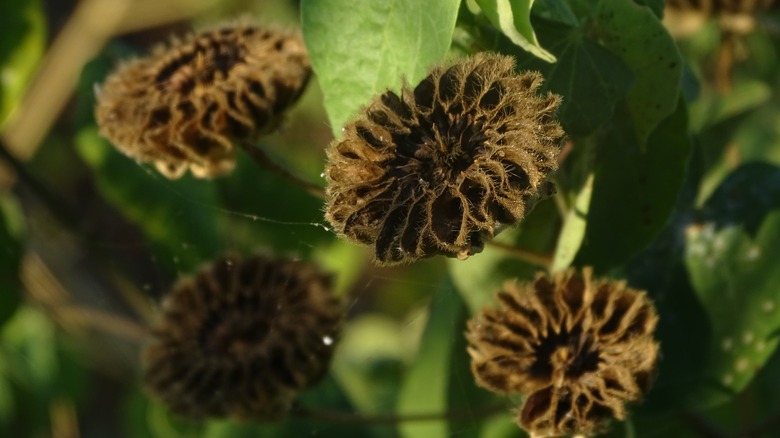 dry seed pods on velvetleaf plant