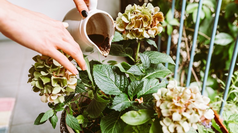 pouring coffee into plant