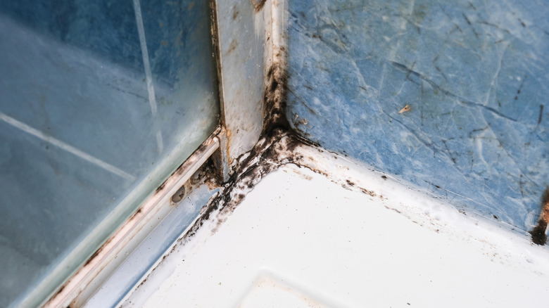 Mold growing in grout in a shower