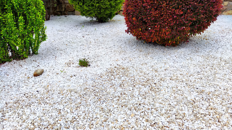 Colorful shrubs with a white rock ground