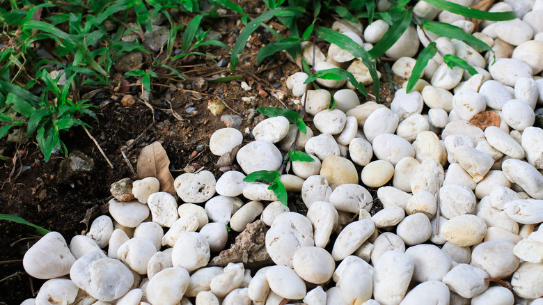 white pebble stones layered on soil next to grass