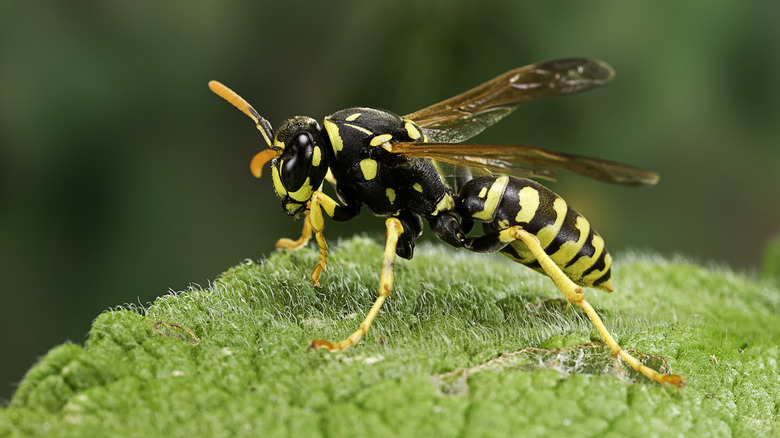 Close-up of wasp