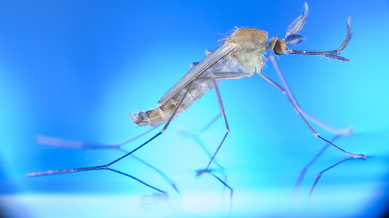 Mosquito on water surface