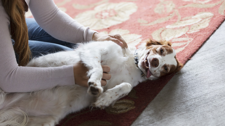 Woman scratching dog