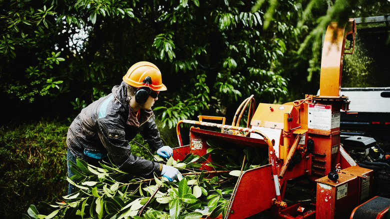 Person operating a wood chipper