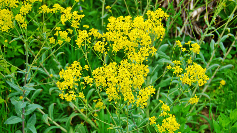 Flowering yellow Isatis Tinctoria