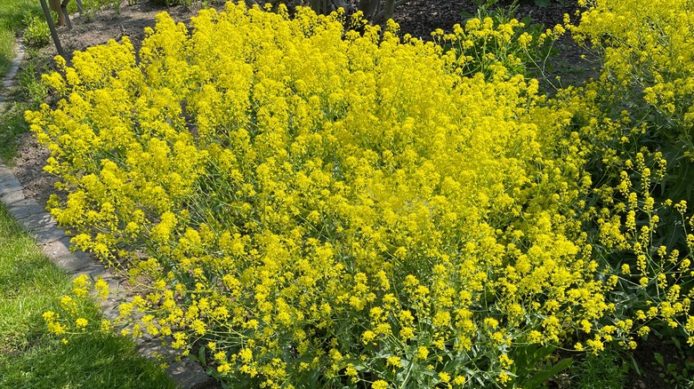 Cluster of Dyer's Woad