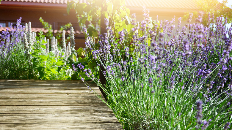 lavender plants in backyard