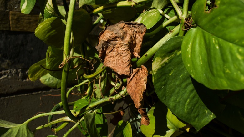 pothos with brown leaf