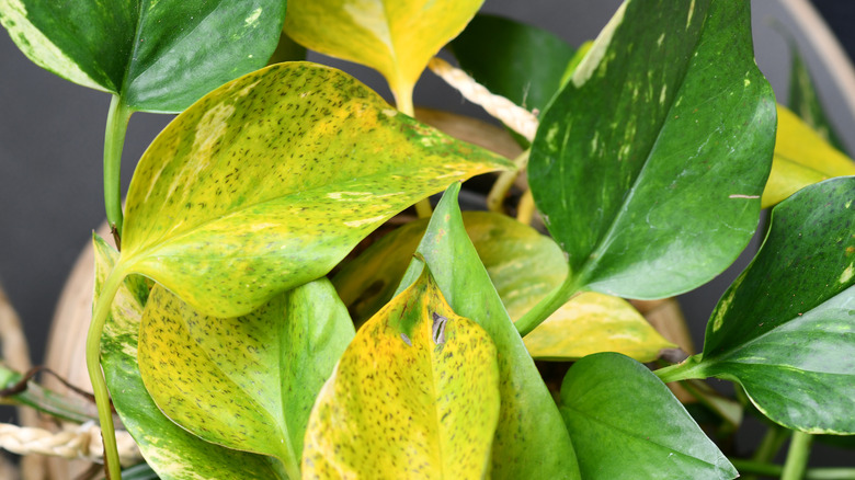 pothos with disease or pest issues