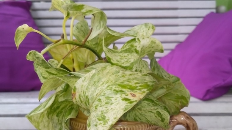 wilted pothos plant