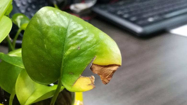 pothos with brown leaf edge