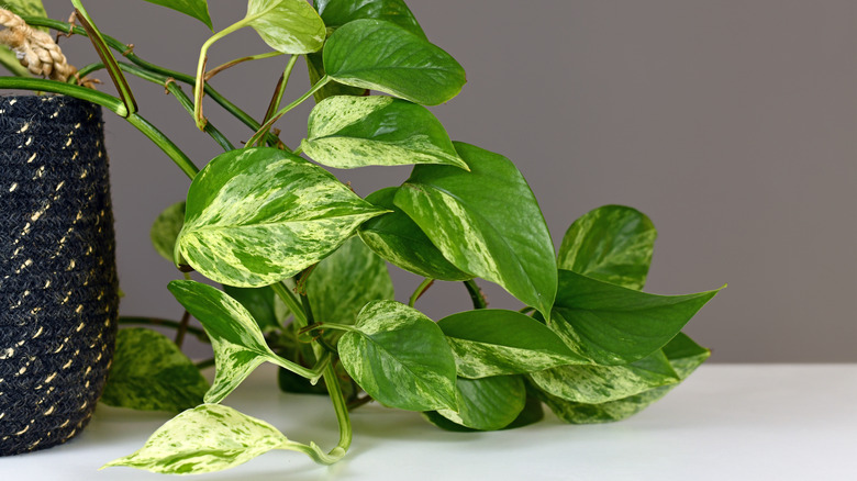 variegated pothos plant on desk