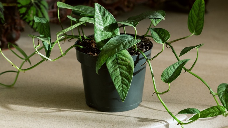 leggy pothos plant