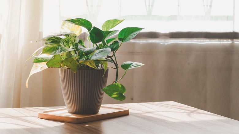 pothos plant on table