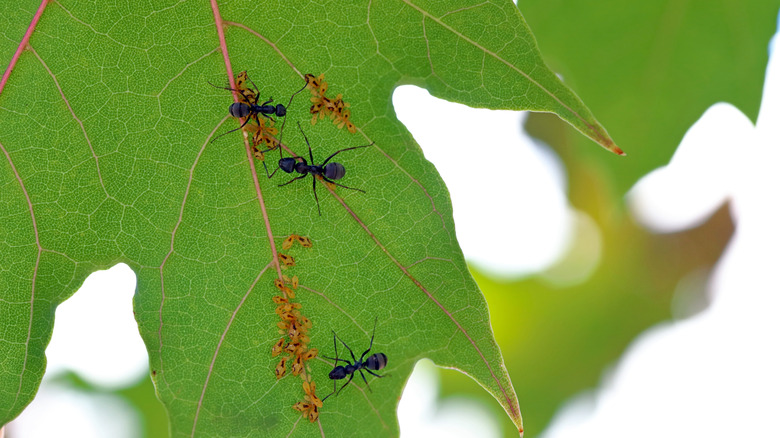 Aphids and ants on a green maple leaf