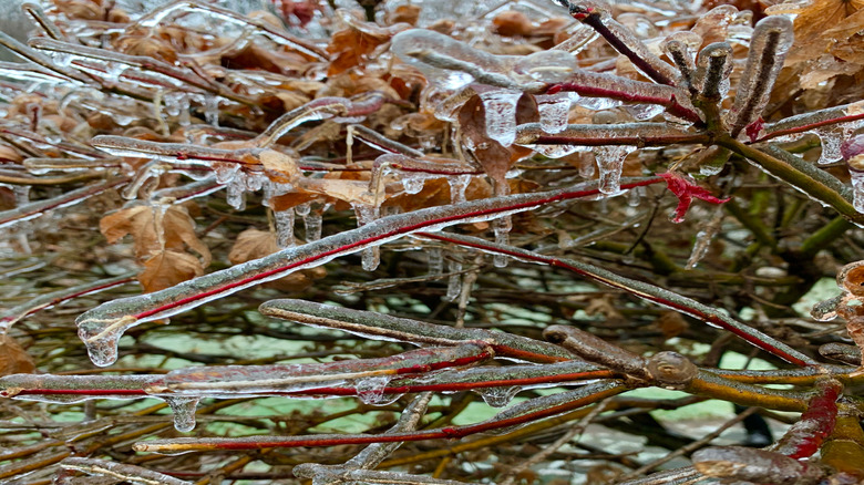 Frost on a Japanese maple