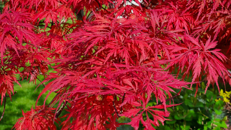 Close up of the brilliant red foliage of Japanese maple