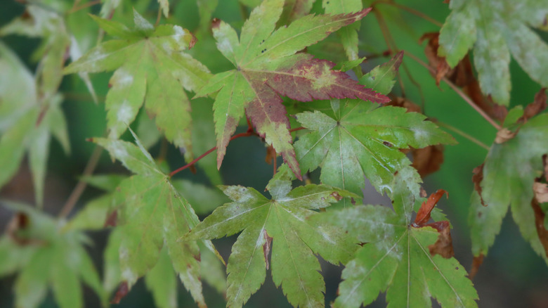 Closeup of diseased Japanese maple leaves