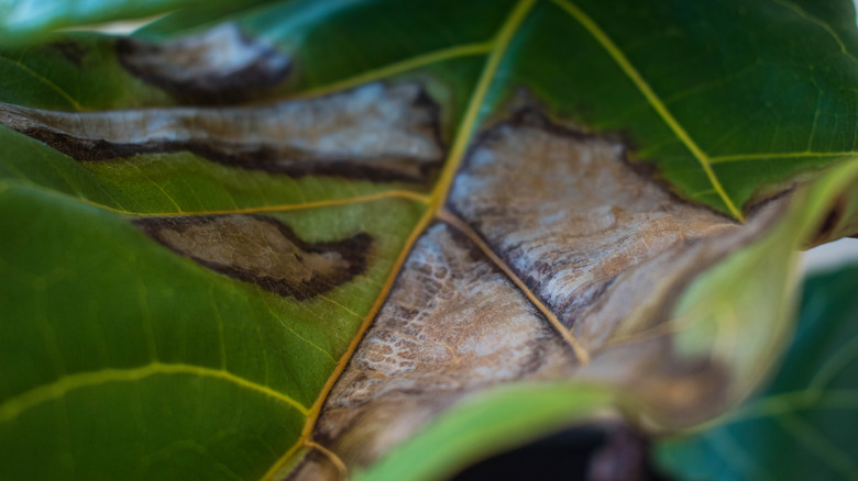 Brown, dry fiddle leaf fig