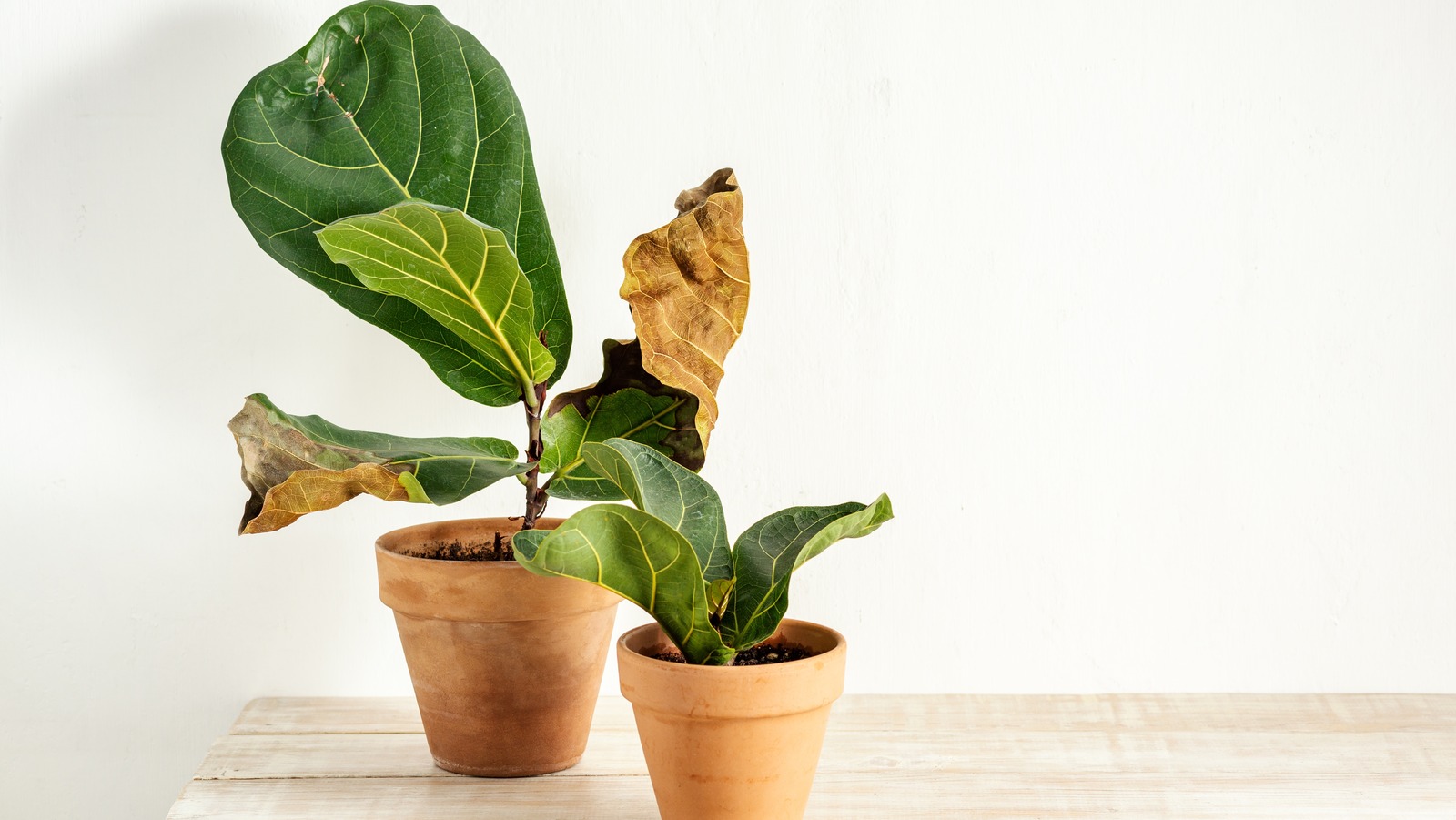 https://www.housedigest.com/img/gallery/it-may-not-be-too-late-to-bring-your-dried-out-fiddle-leaf-fig-back-to-life-heres-how/l-intro-1693602704.jpg