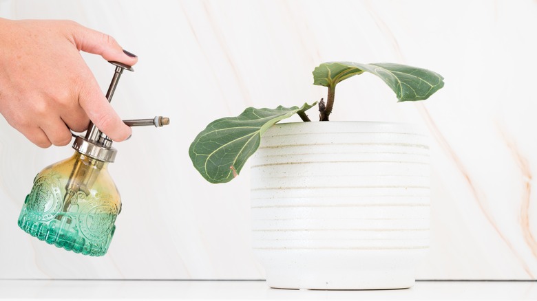 Person misting fiddle leaf fig plant