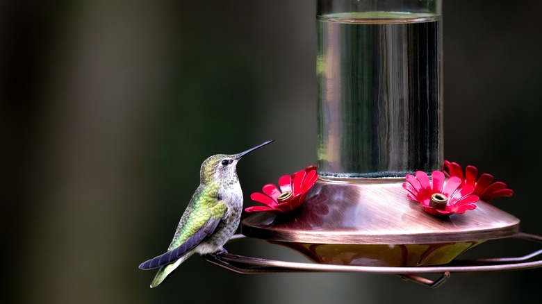 hummingbird sitting on feeder