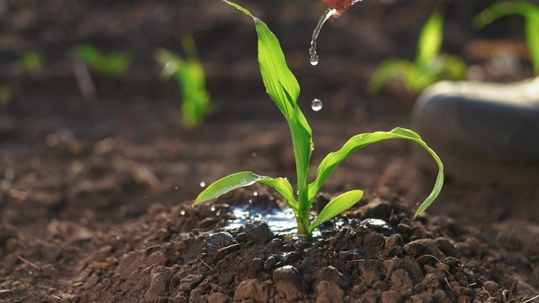 Droplets of water being sprinkled over a new plant