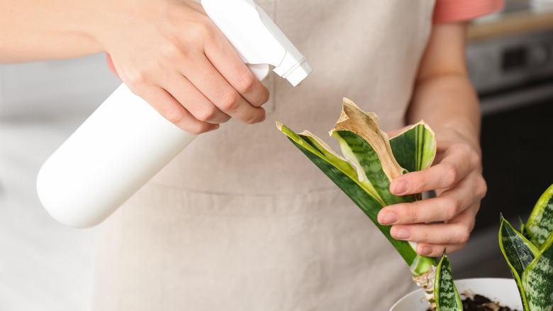 Woman spraying a houseplant with brown leaves