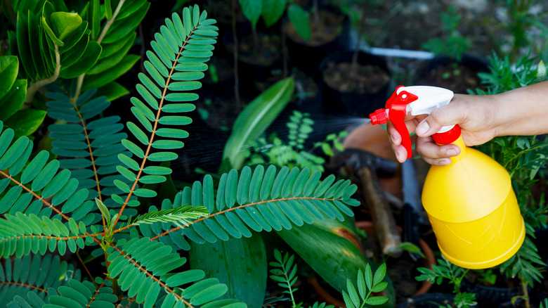 Hand spraying a plant outdoors in a garden