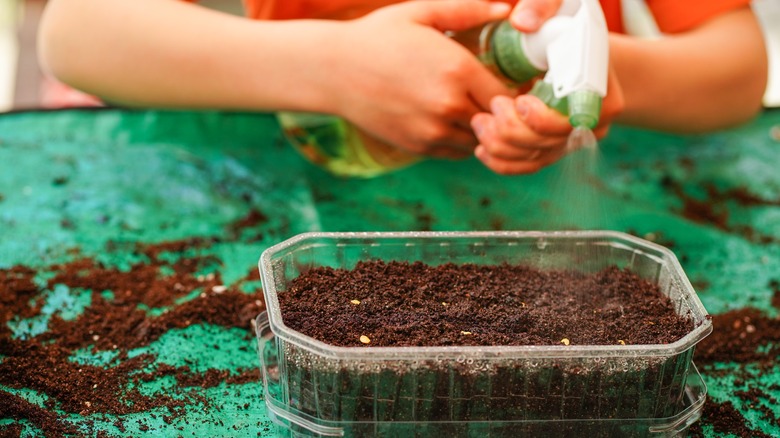 Small child spraying a tray filled with soil