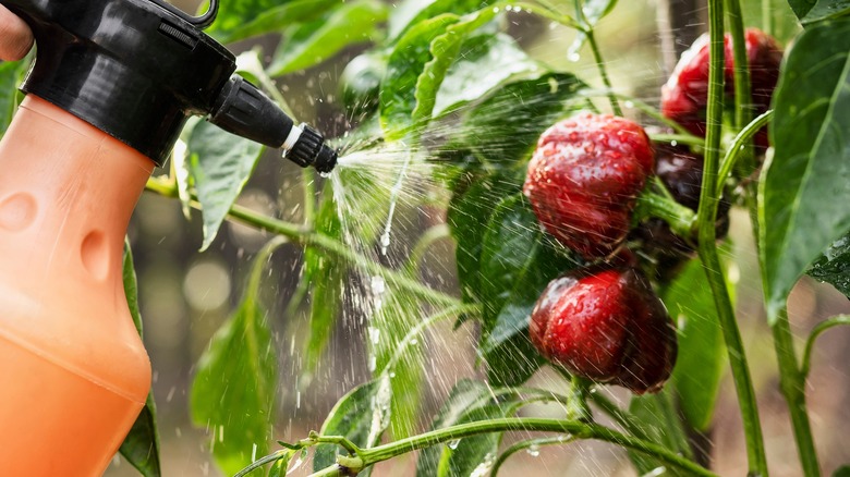 Spraying peppers in a garden