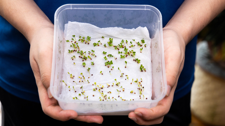 Person holding a bin with a wet paper towel and germinating seeds